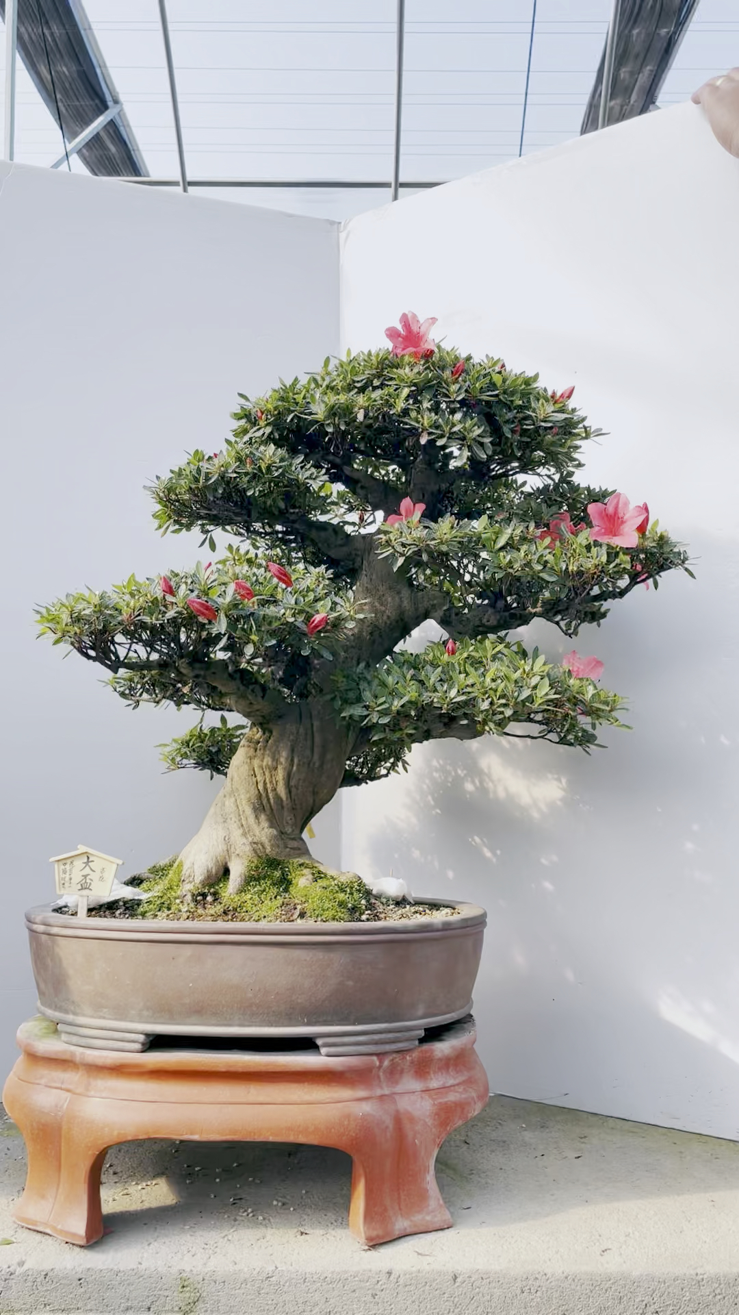 进口老桩杜鹃盆景