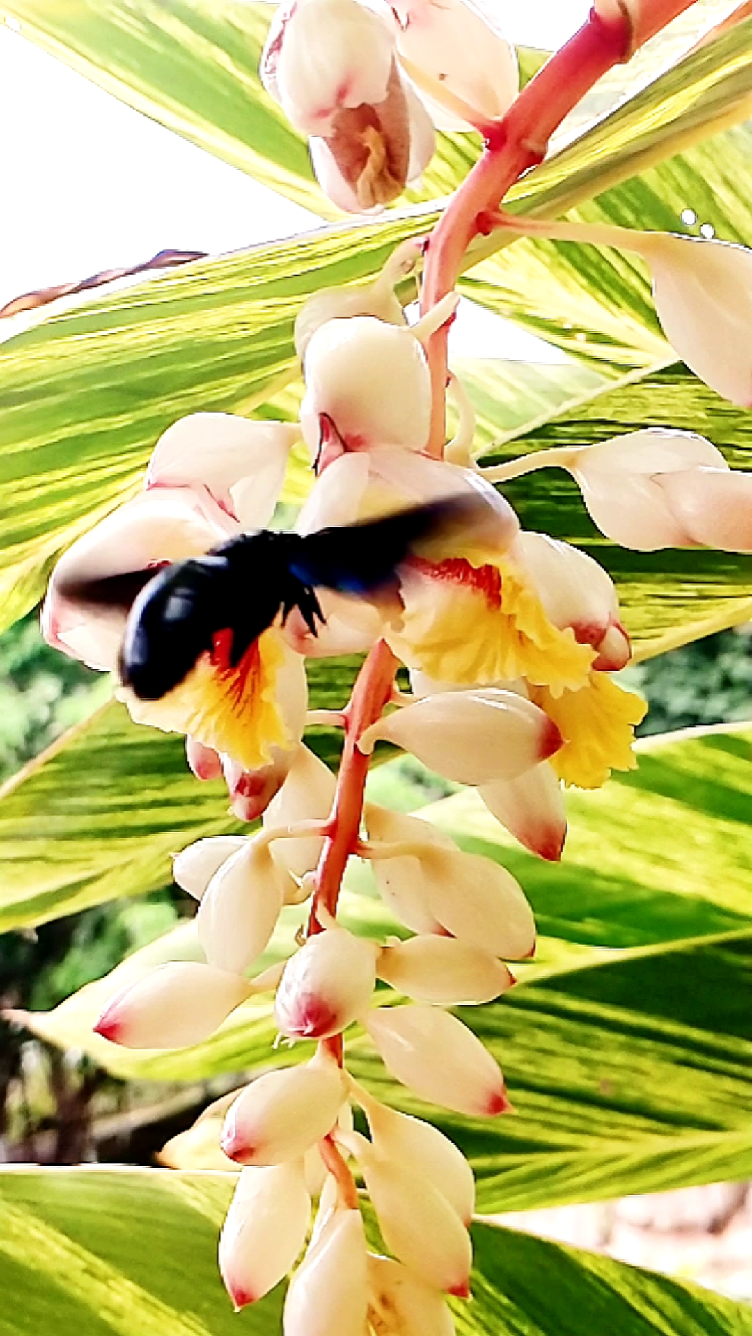 诗画方寸#姜花挺漂亮,大黑蜂警惕性很高,飞来飞去好几圈好不容易发现