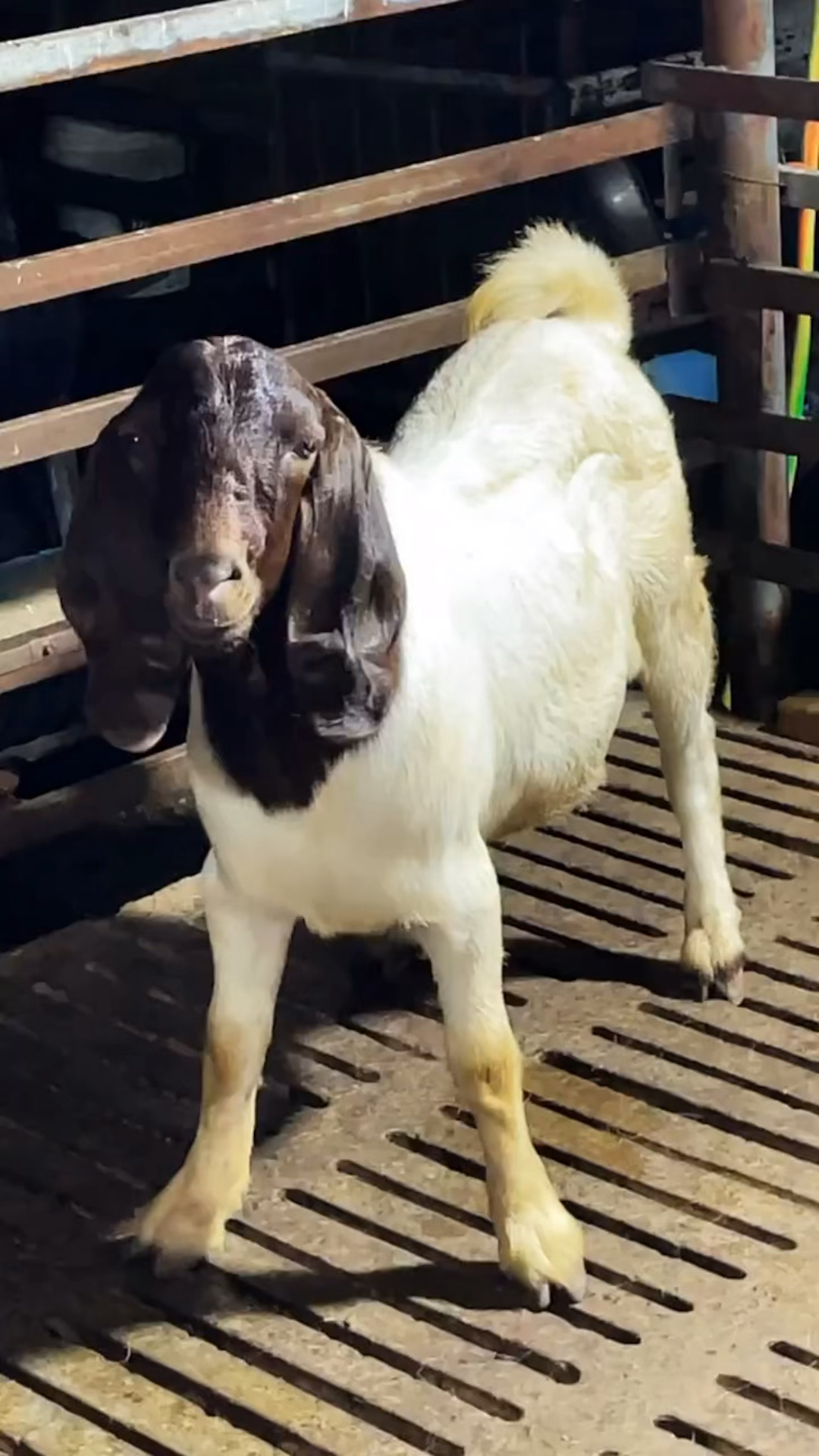 纯种波尔山羊#南非纯种极品种公.