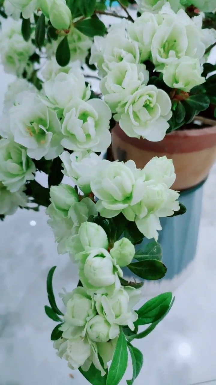 家花野花鲜花#杜鹃花…好似它叫青云