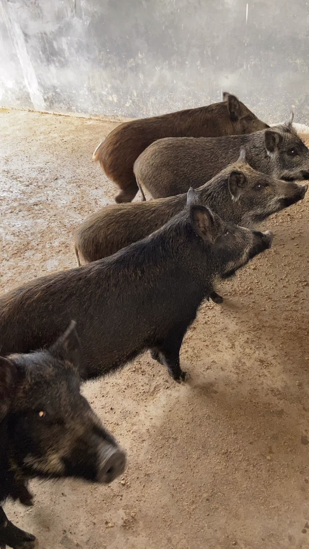 成年纯种野猪人工养殖肉质好体型大