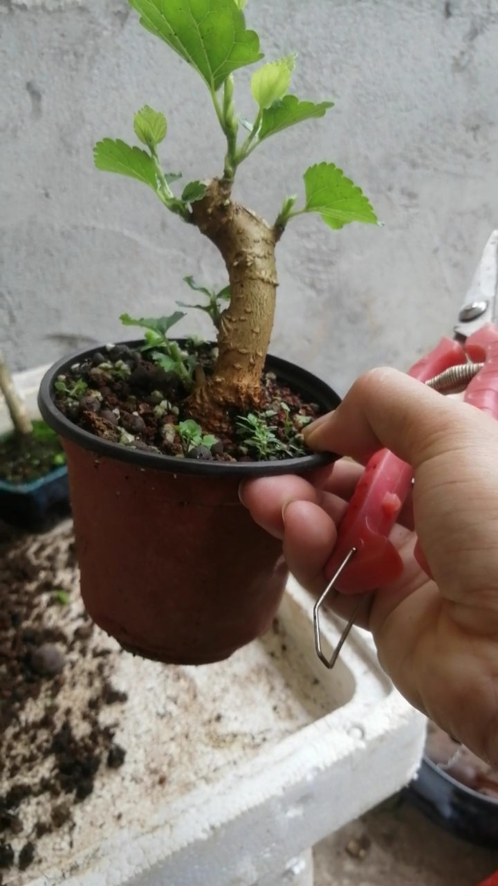 盆景#修剪四季果桑
