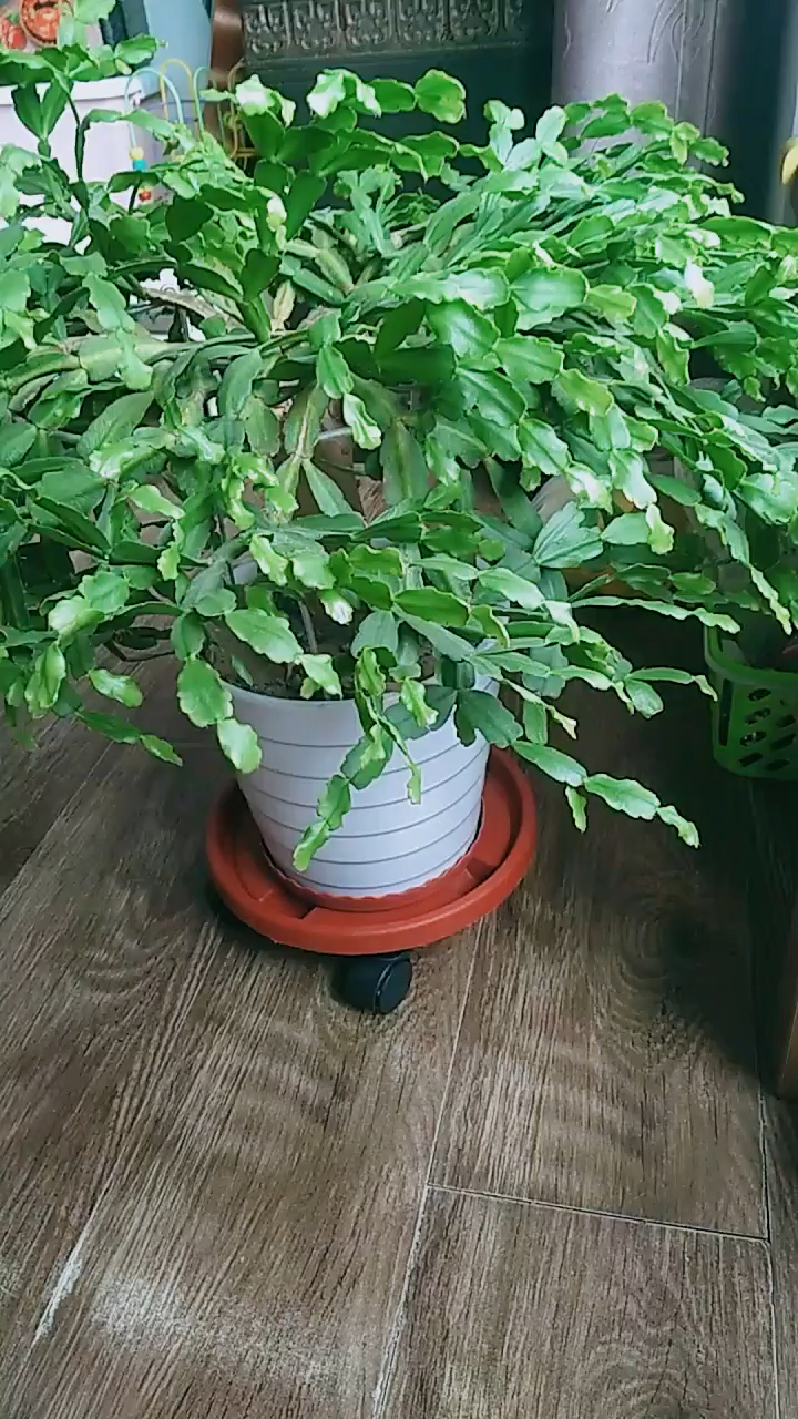 第二次修剪蟹爪兰