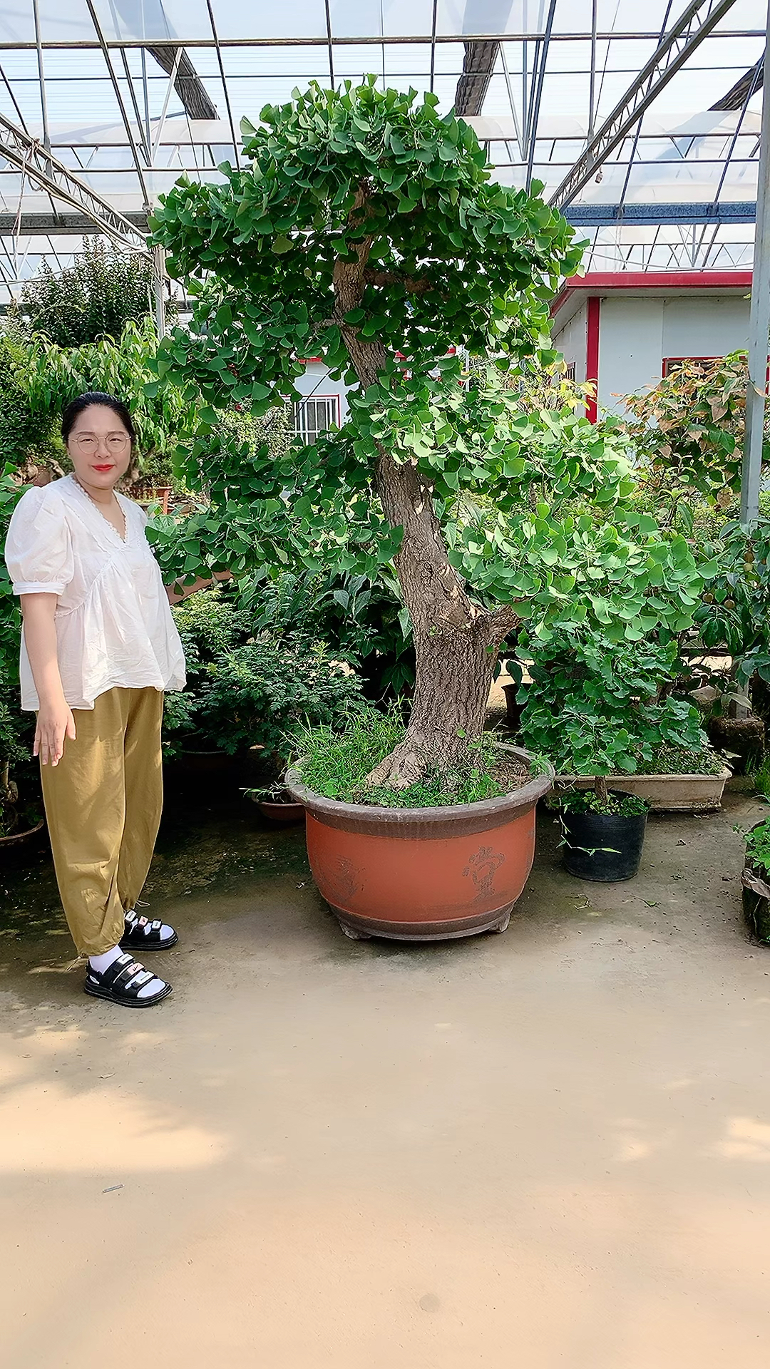 庭院别墅级别老桩银杏