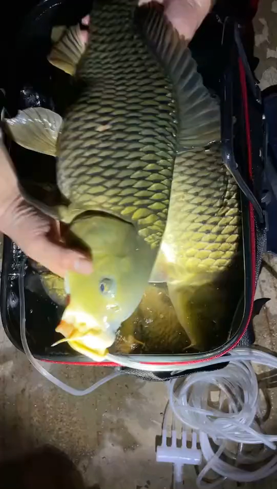 全民小剧场#昨晚野外夜钓钓获的全是也是大鲤鱼!这回又要搭啤酒钱 !!