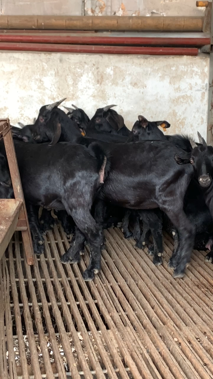 努比亚黑山羊青年母羊努比亚黑山羊品种