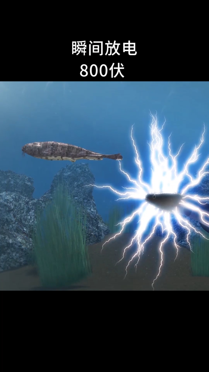 瞬间放电800伏,电鳗是如何做到发电的?