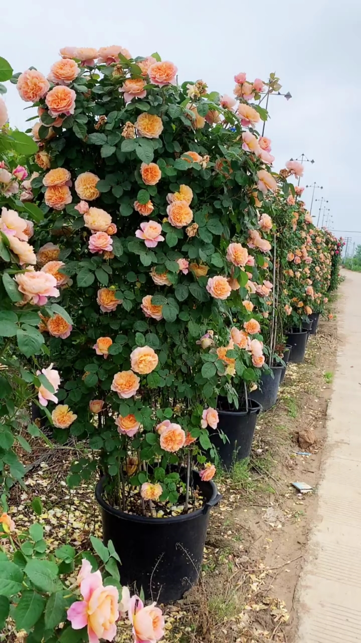 藤本月季印象派,花量多花期长,多季循环开花