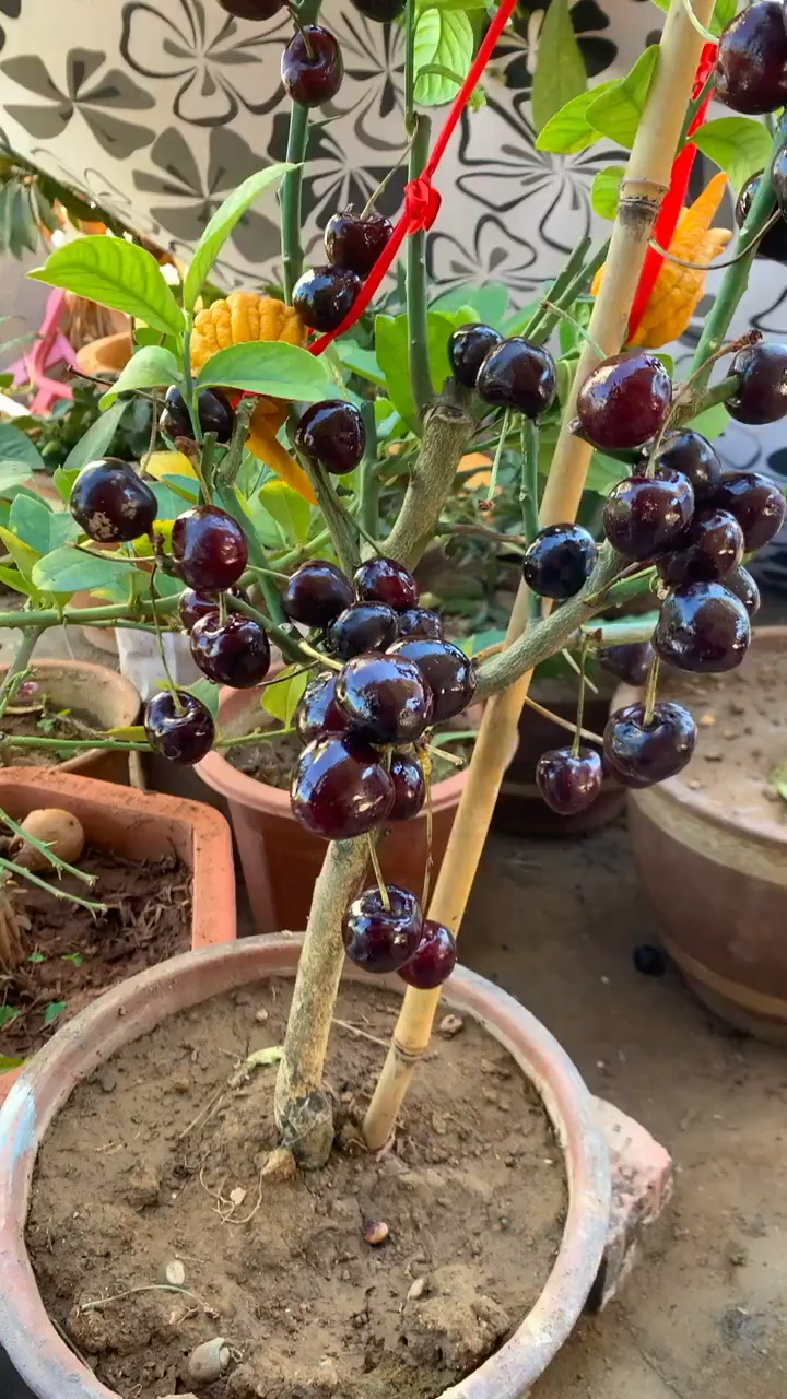 盆栽种植车厘子发芽开花一年吃不完-度小视