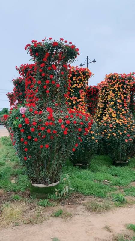 藤本月季做出的花瓶造型,太美了