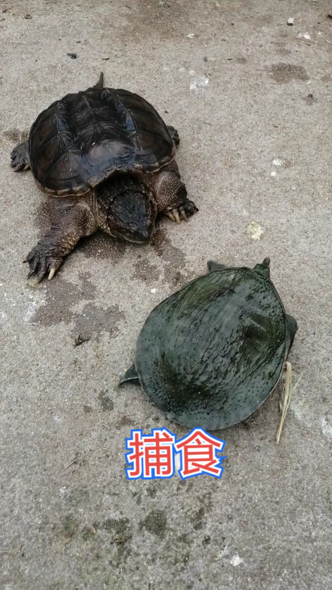 鳄鱼龟陆地中捕食甲鱼