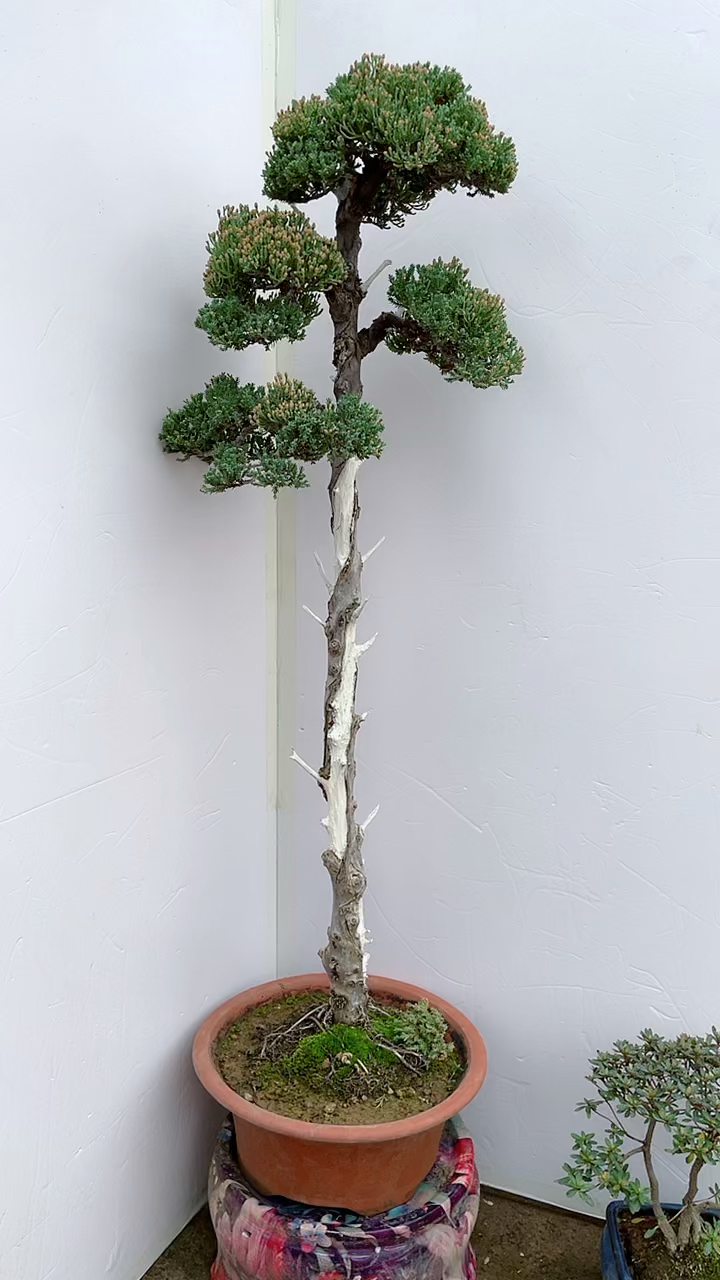 文人新西兰珍珠柏