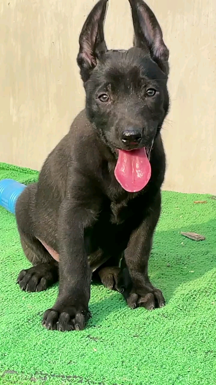 黑狼犬带你了解黑狼犬幼犬看家护院犬