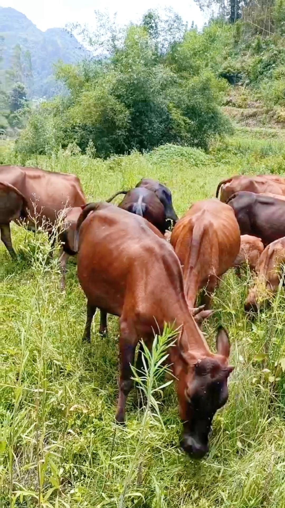 养牛广西农户有16头放养土黄牛他说夏天放牛蚊虫太多打算把这些牛