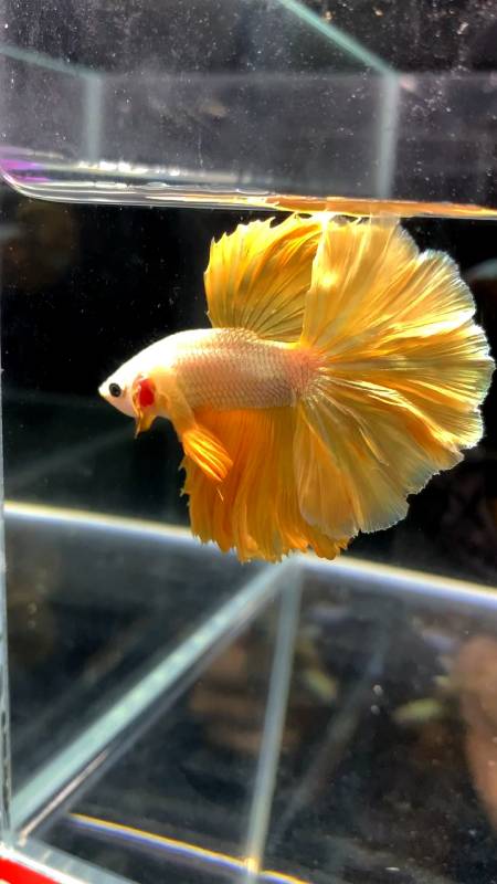 我家宠物不一样#泰国半月斗鱼24k金,好看-度小视