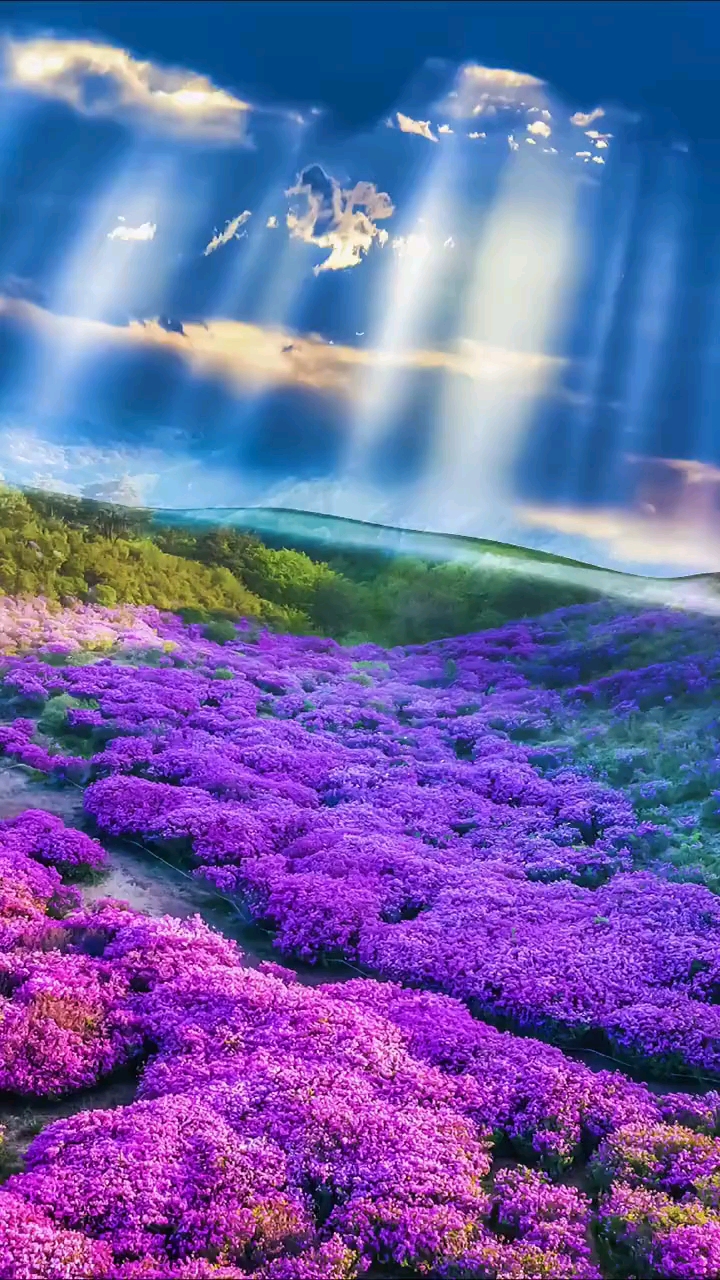 新疆伊犁薰衣草花海#带上心爱的人,到新疆去看薰衣草海