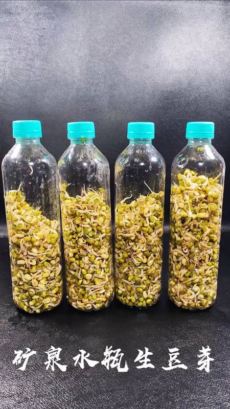 知识科普矿泉水瓶就能生豆芽方法简单小白也能成功