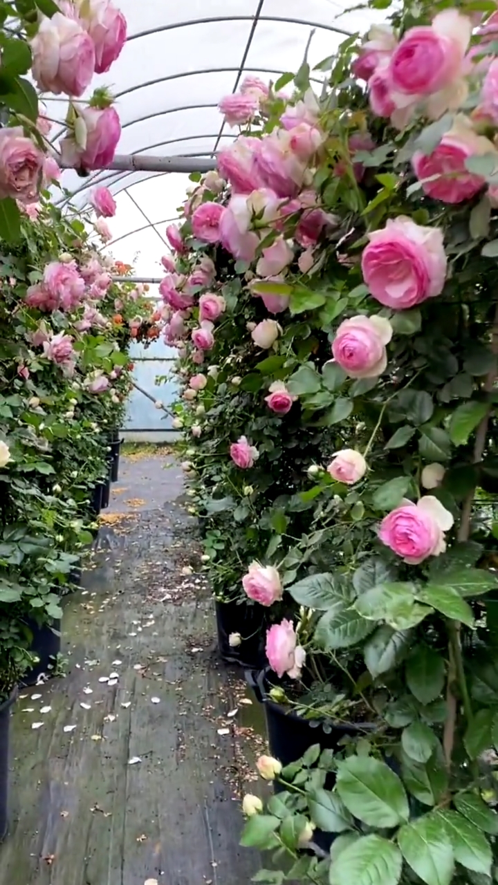 藤本月季,花柱造型,太美了