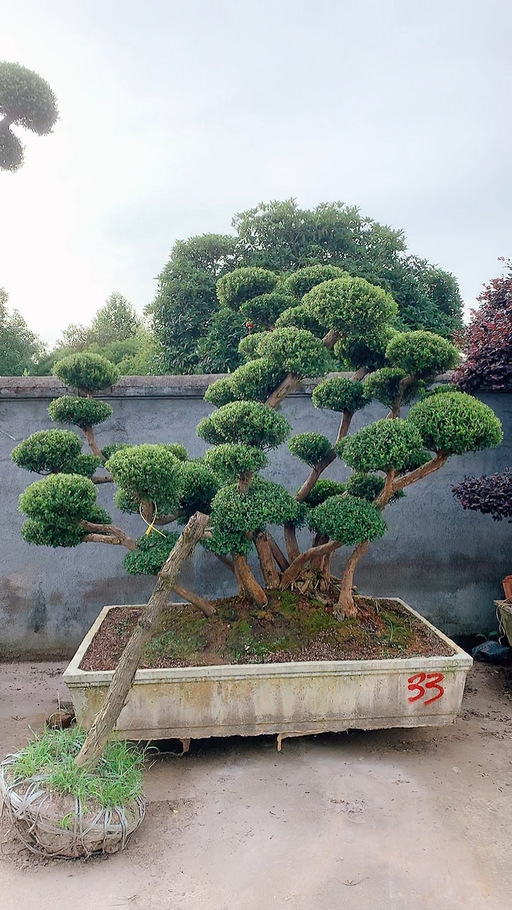 准备发往杭州宁海的造景树赤楠红花继木