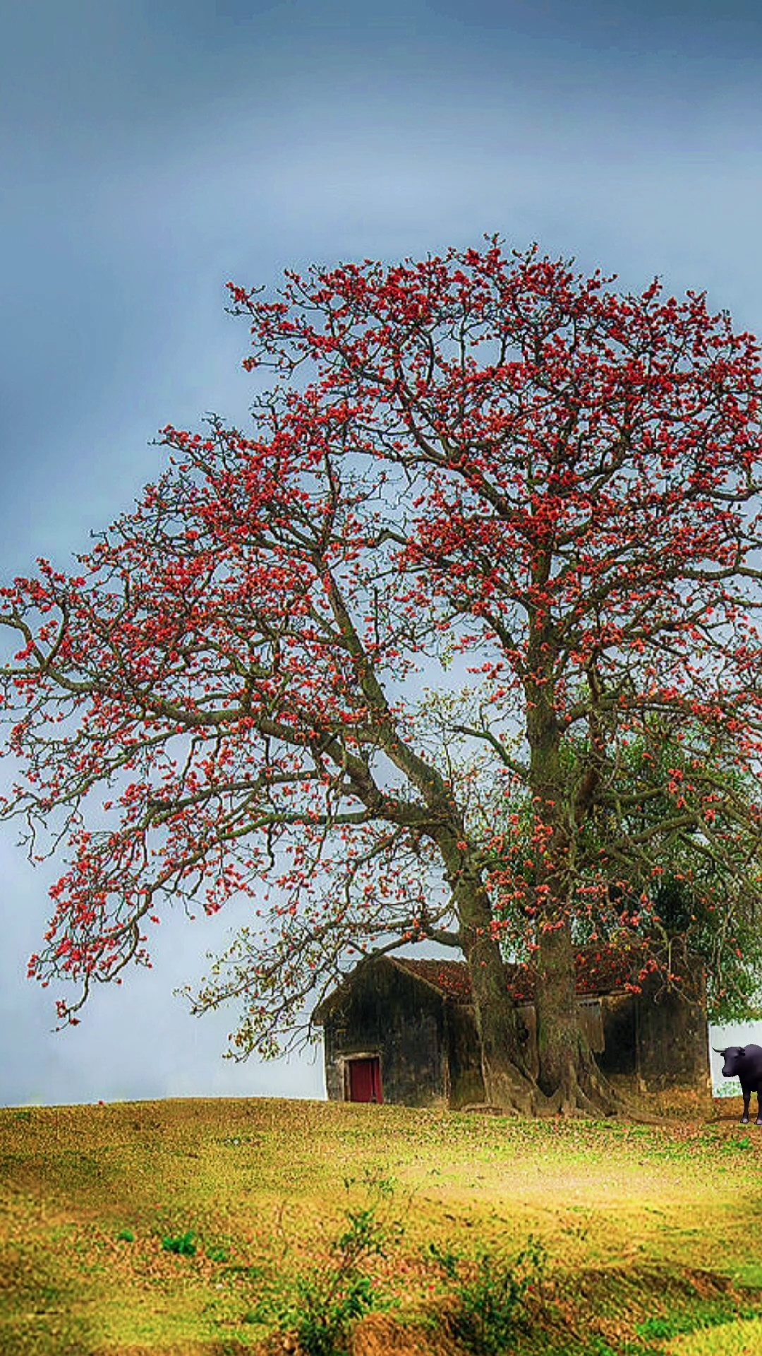 我和春天有个约会#[两棵木棉树]心烦的时候,不必喝酒,出去走走,美景