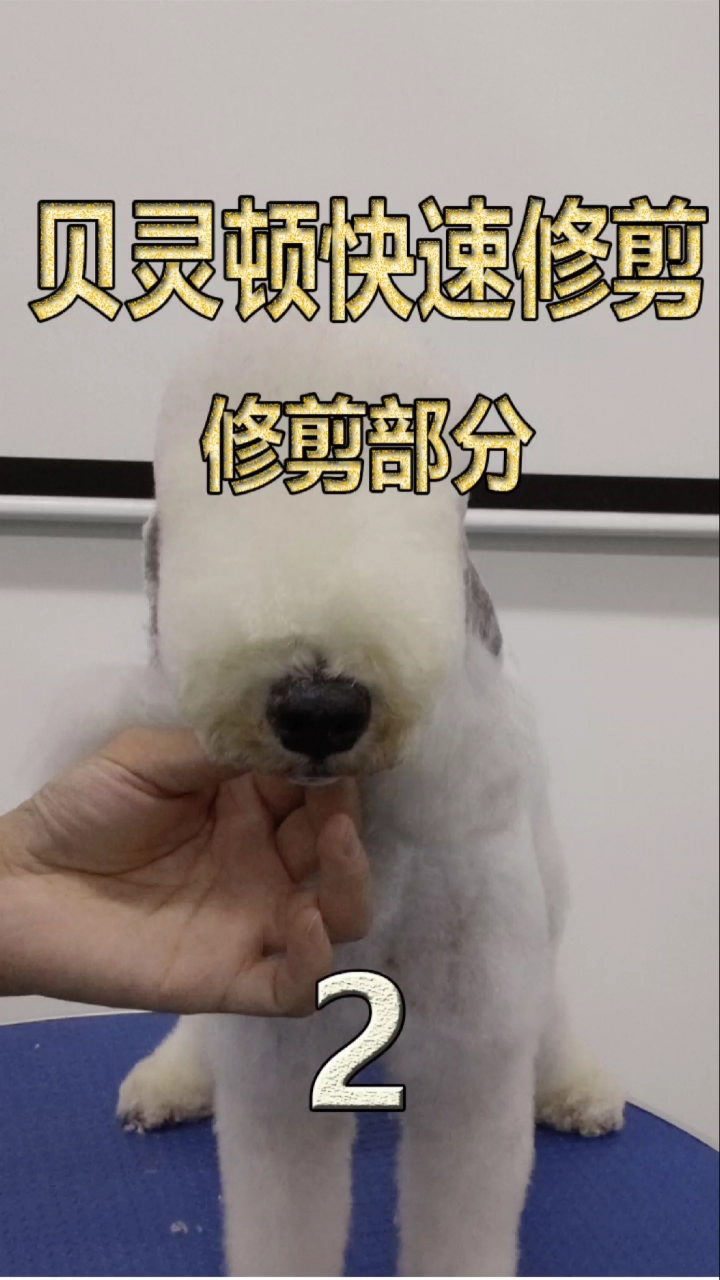 宠物美容师#贝灵顿修剪方法来了