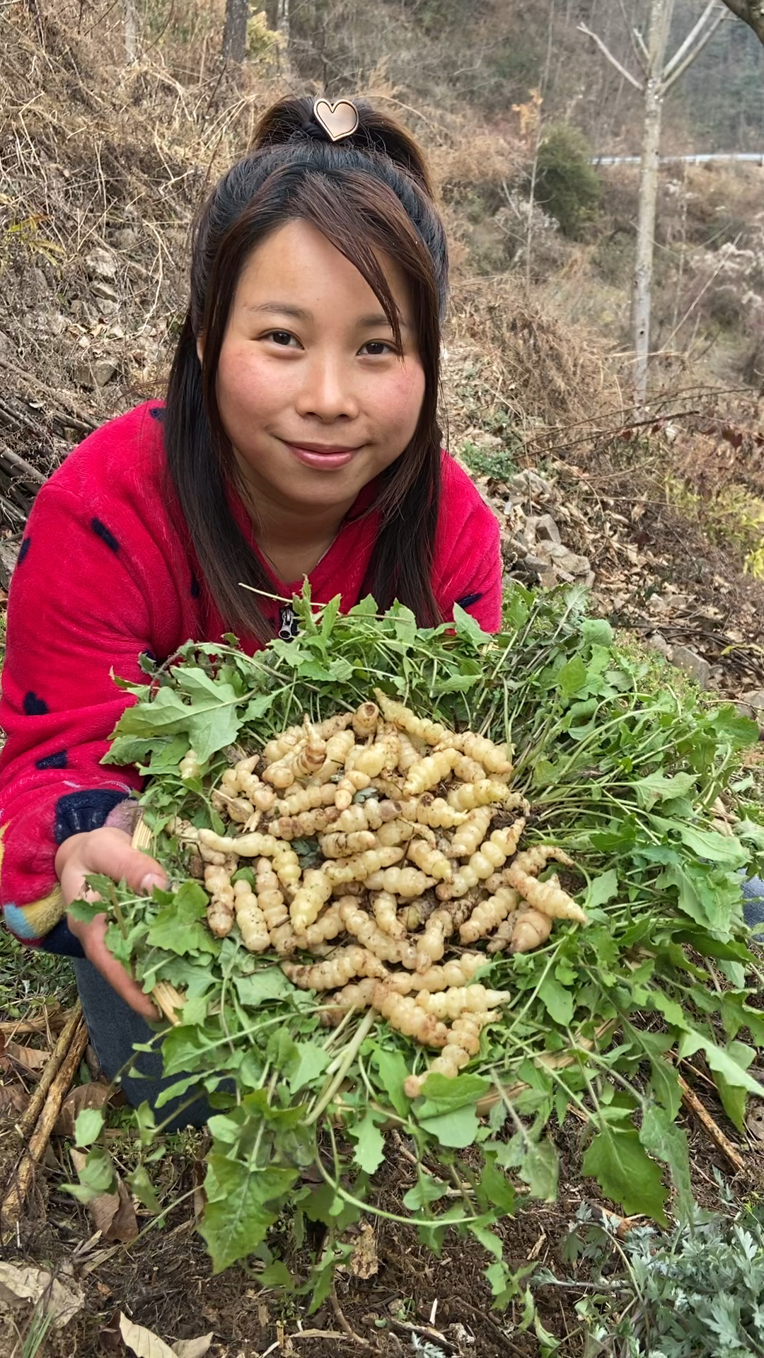 大山里的糖宝虫野菜你吃过吗