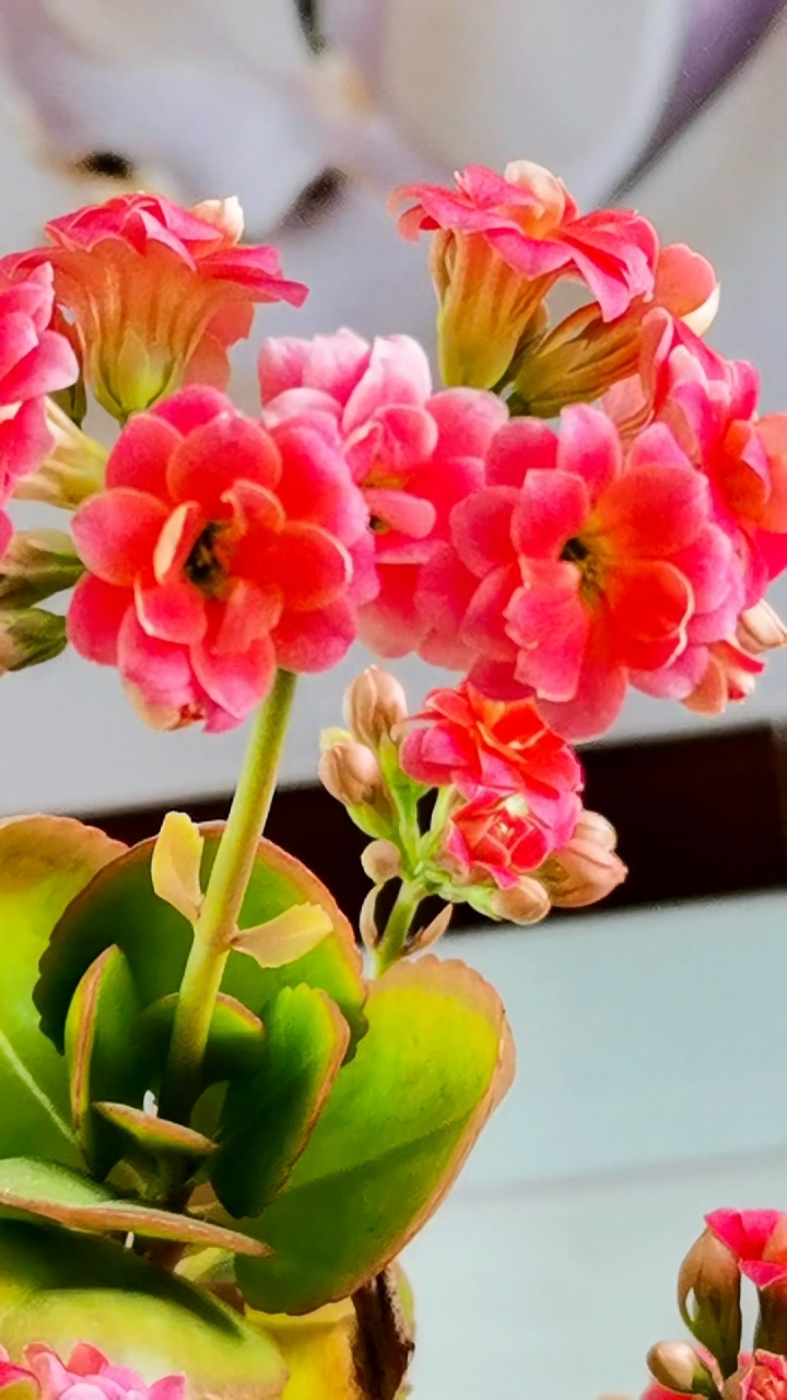 长寿之花,见者:吉祥安康,四季发财.