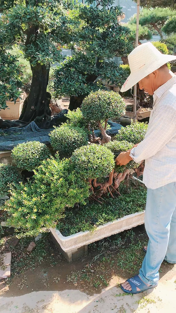 小叶赤楠修剪中