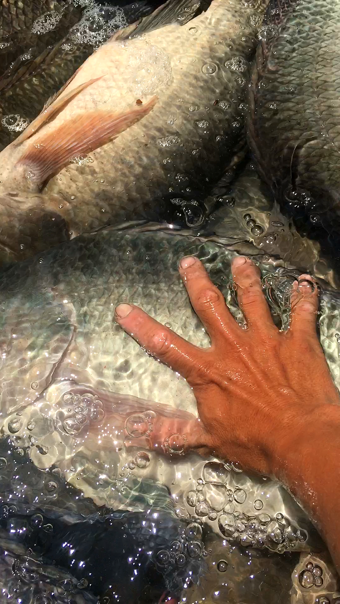 超级大罗非鱼每条都是六以上的