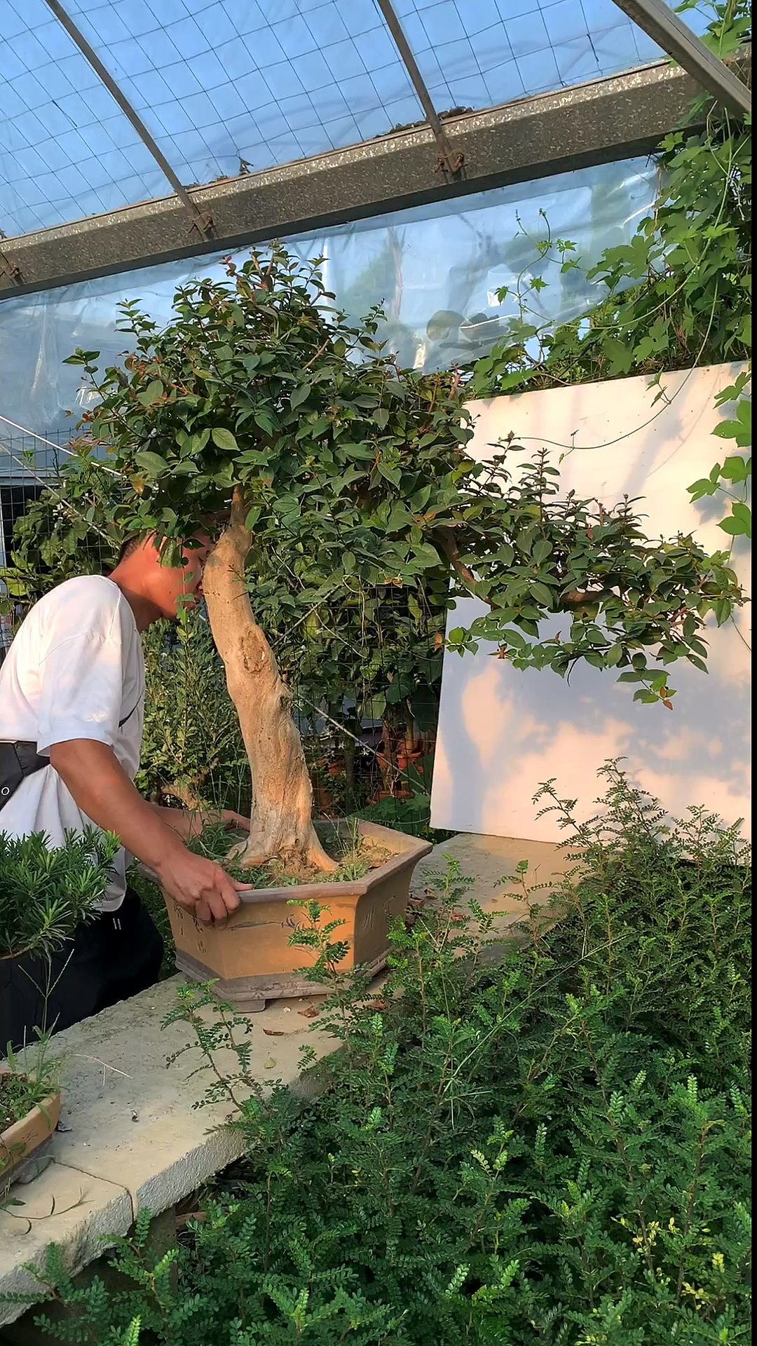 巴西红果开花图片图片