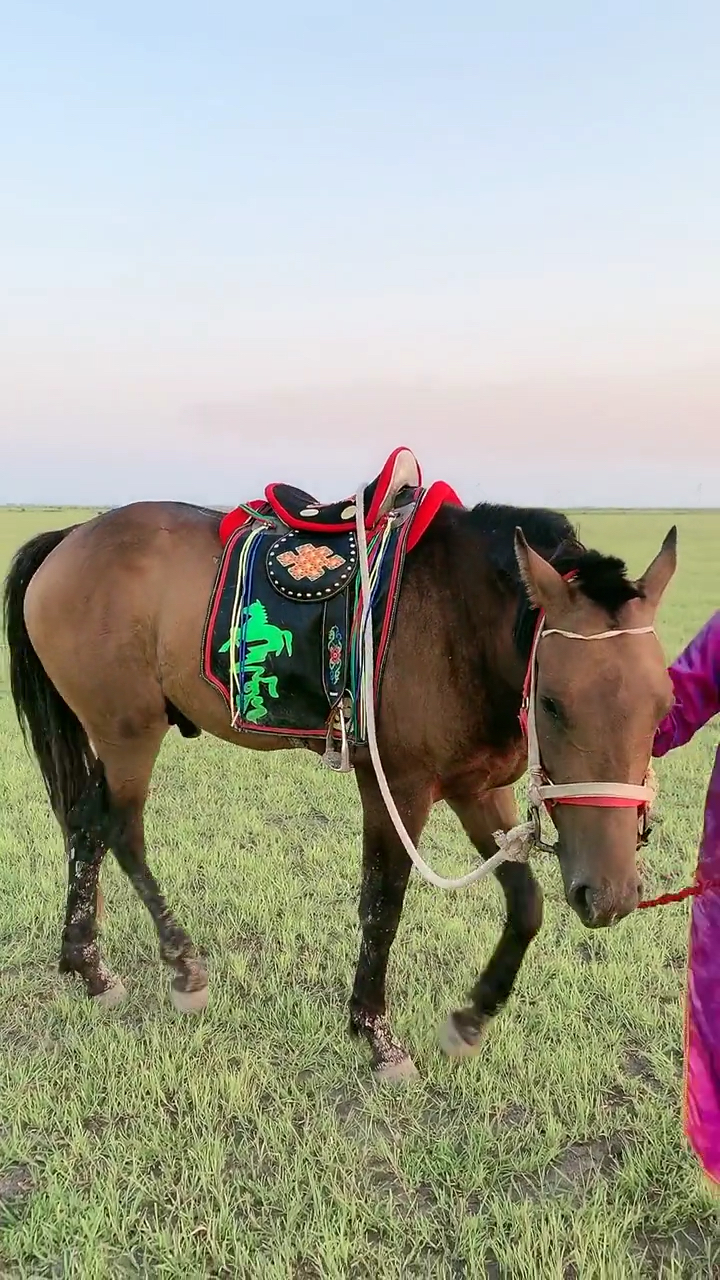 内蒙古大草原#今天的天气好,带马儿出来溜达溜达!