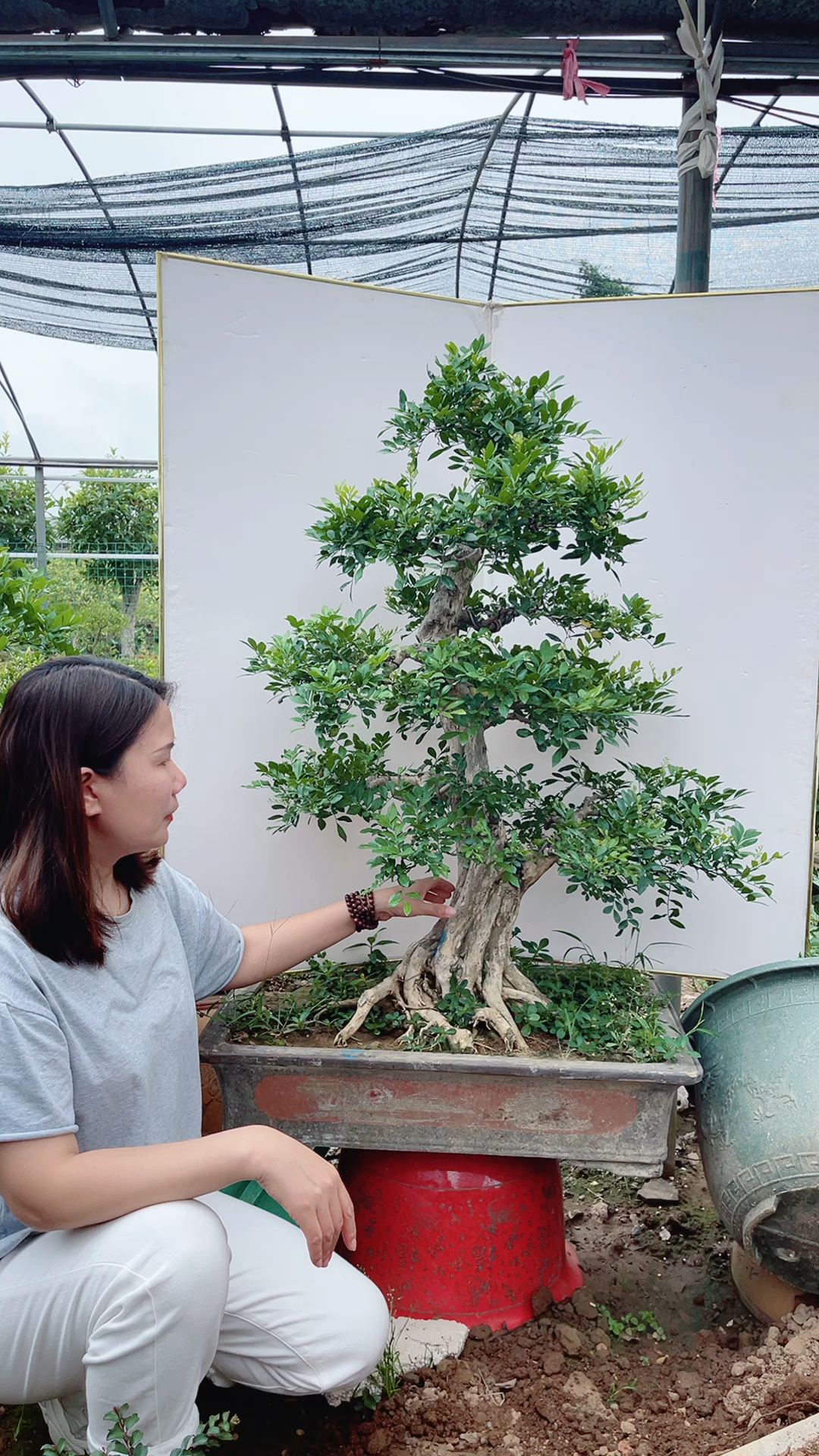 九里香盆景老桩#九里香盆景,开花香飘九里