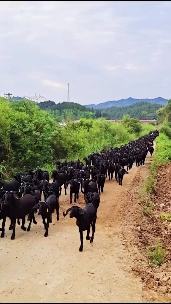 沂蒙黑山羊养殖基地图片