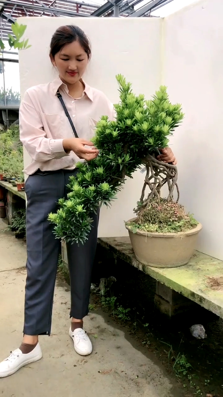 提根老桩罗汉松