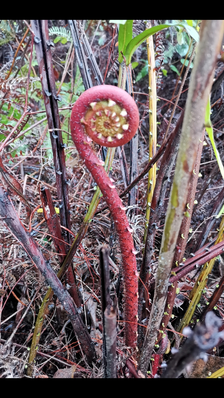 认识植物山上乌毛蕨的嫩芽握住小拳头破土而出那是春姑娘为你准备的