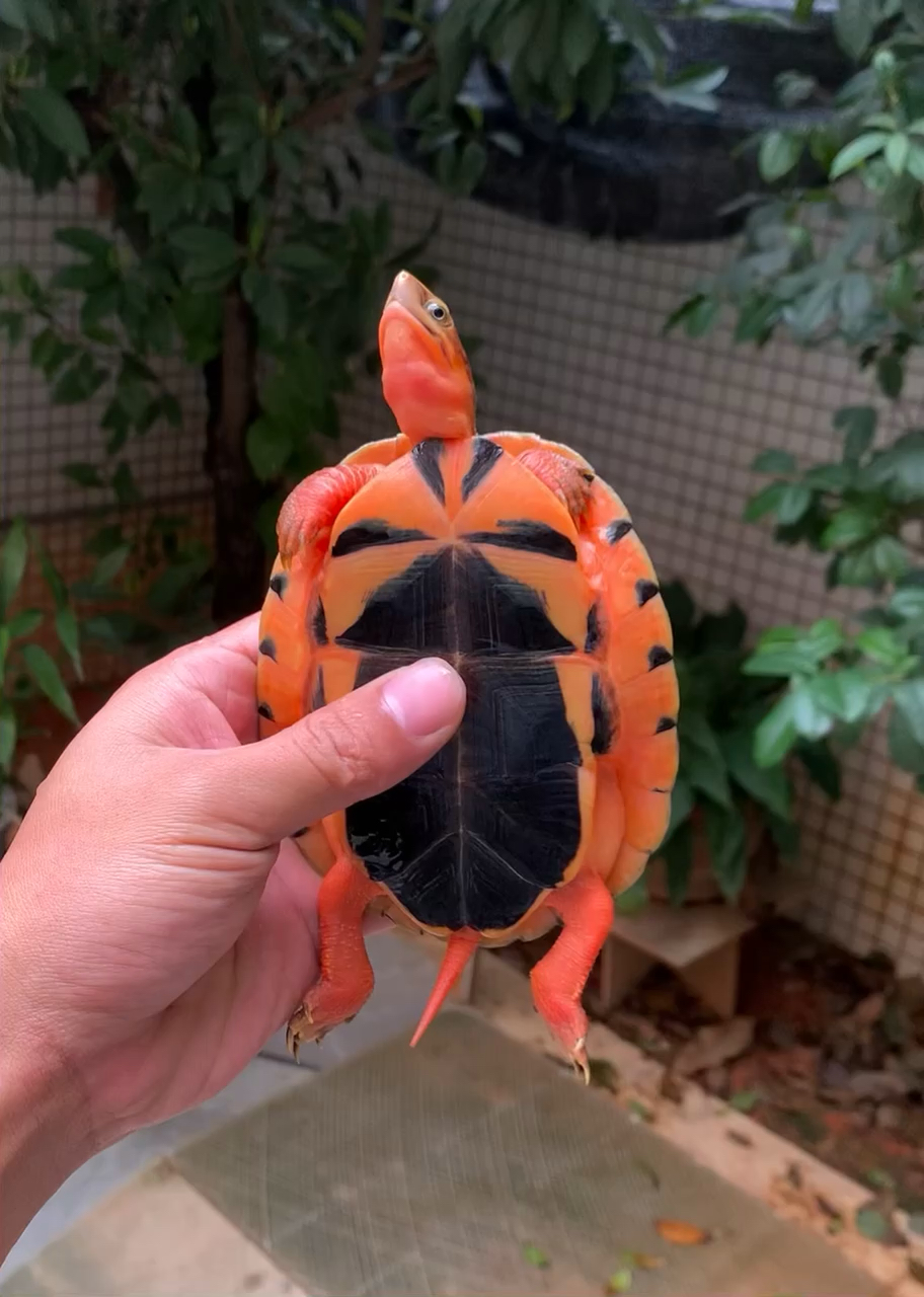 大米公,越南品种金钱龟