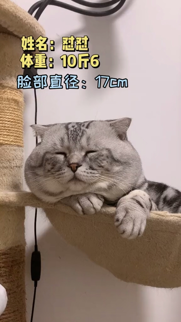 我家萌宠成精了#原来大脸猫不是卡通人物,是真实存在的