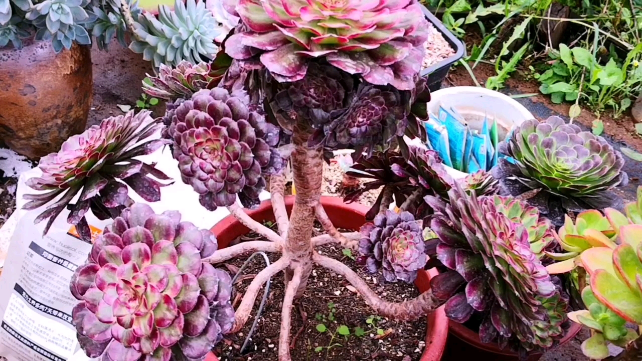 有一种可爱叫多肉!#红覆轮法师老桩,这颜值还要什么玫瑰花?