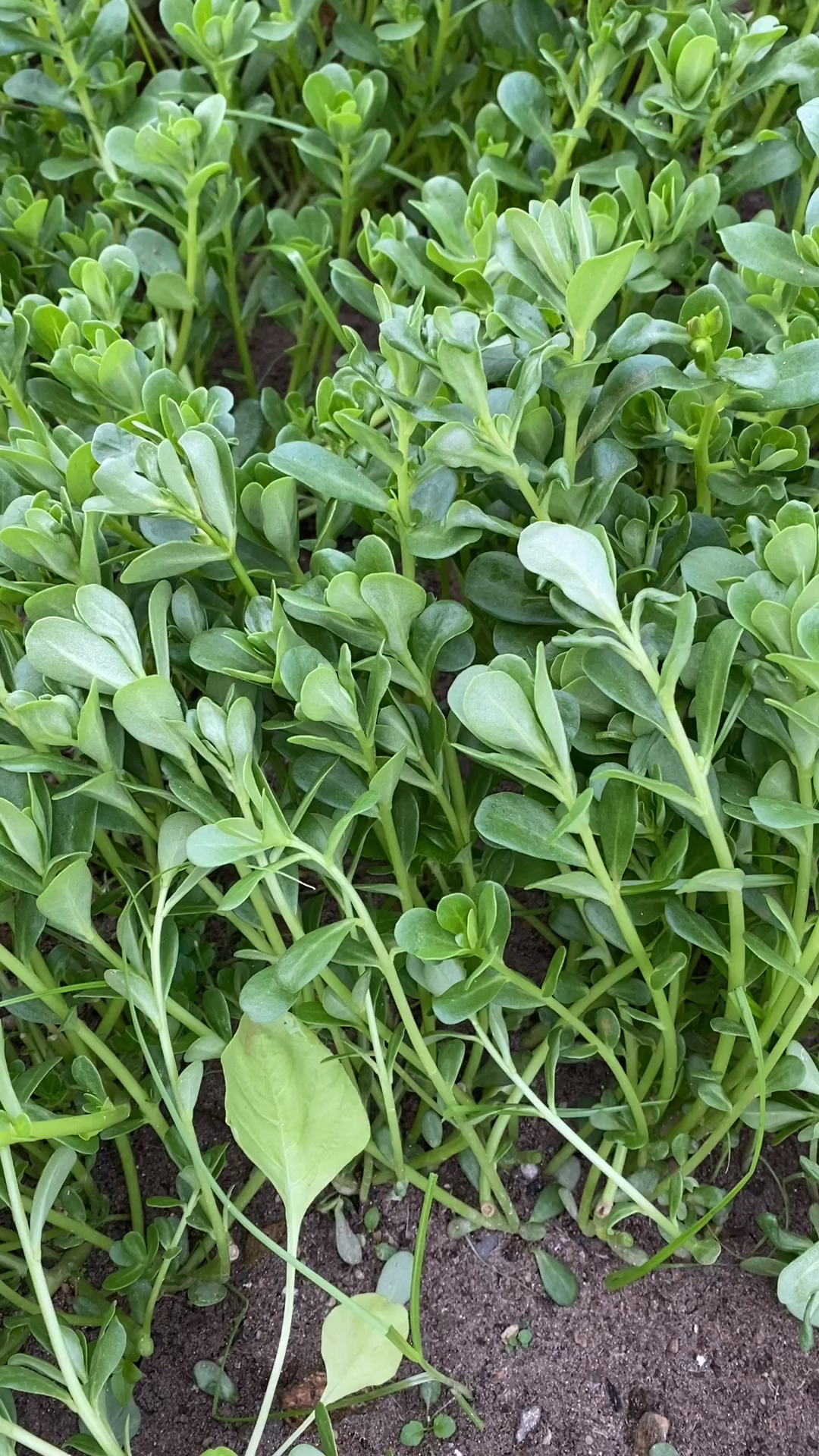 楼顶种的翠绿的马齿苋