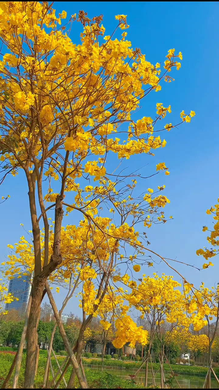 南宁:青秀山黄花风铃木盛放迎客来.