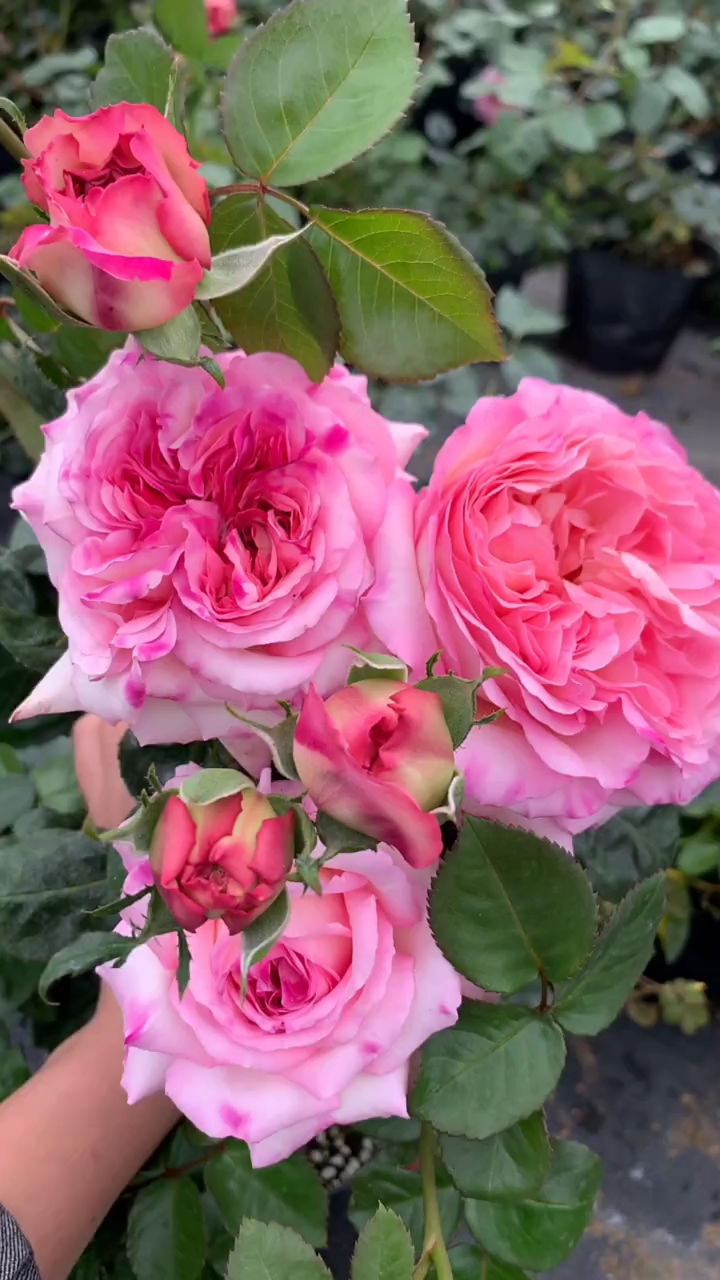 月季,多季大花浓香型,多季开花