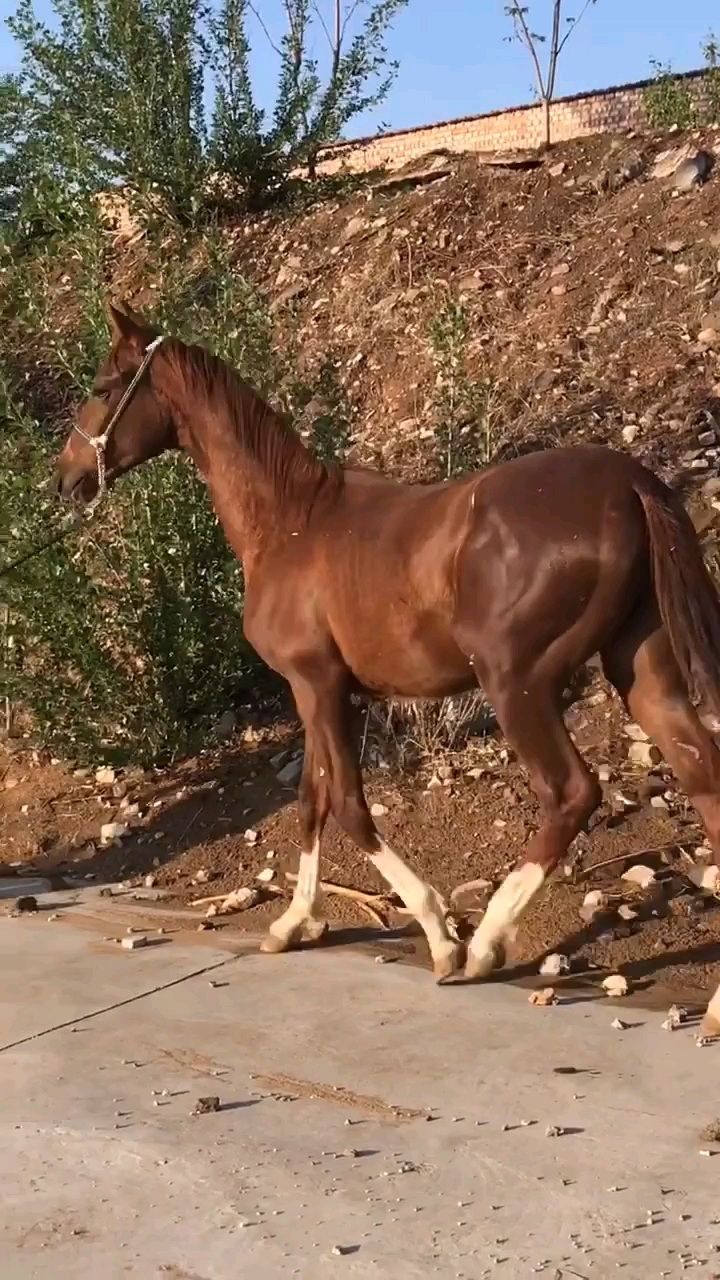 汗血宝马四蹄白好看