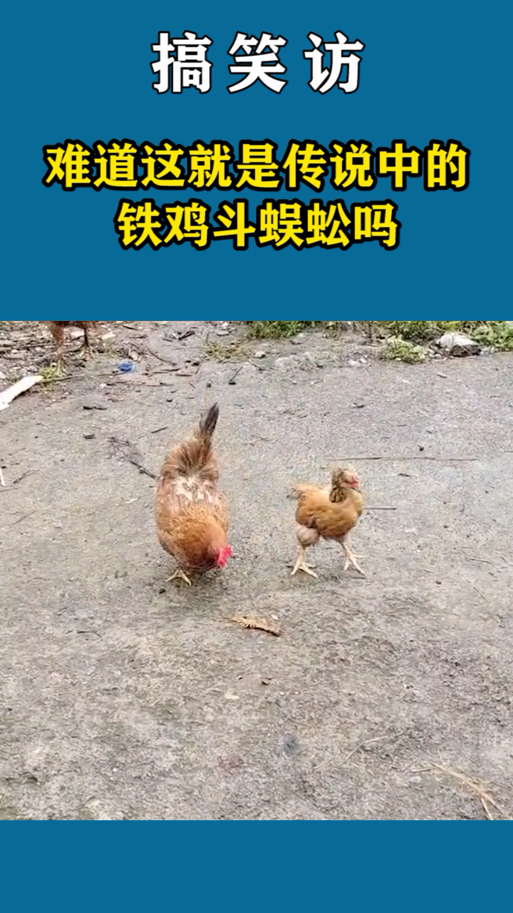 这就是传说中的铁鸡斗蜈蚣吗