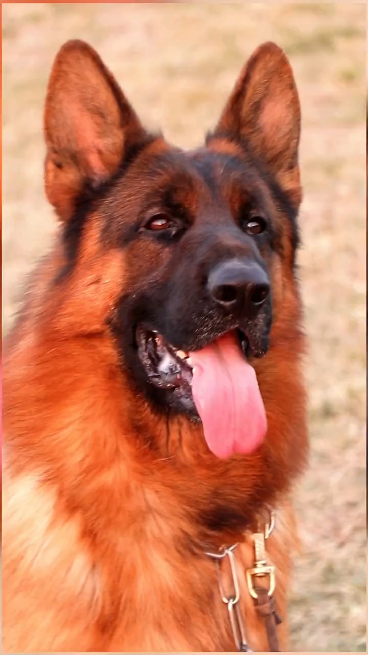 德国牧羊犬高颜值色素重见过的没有不喜欢的