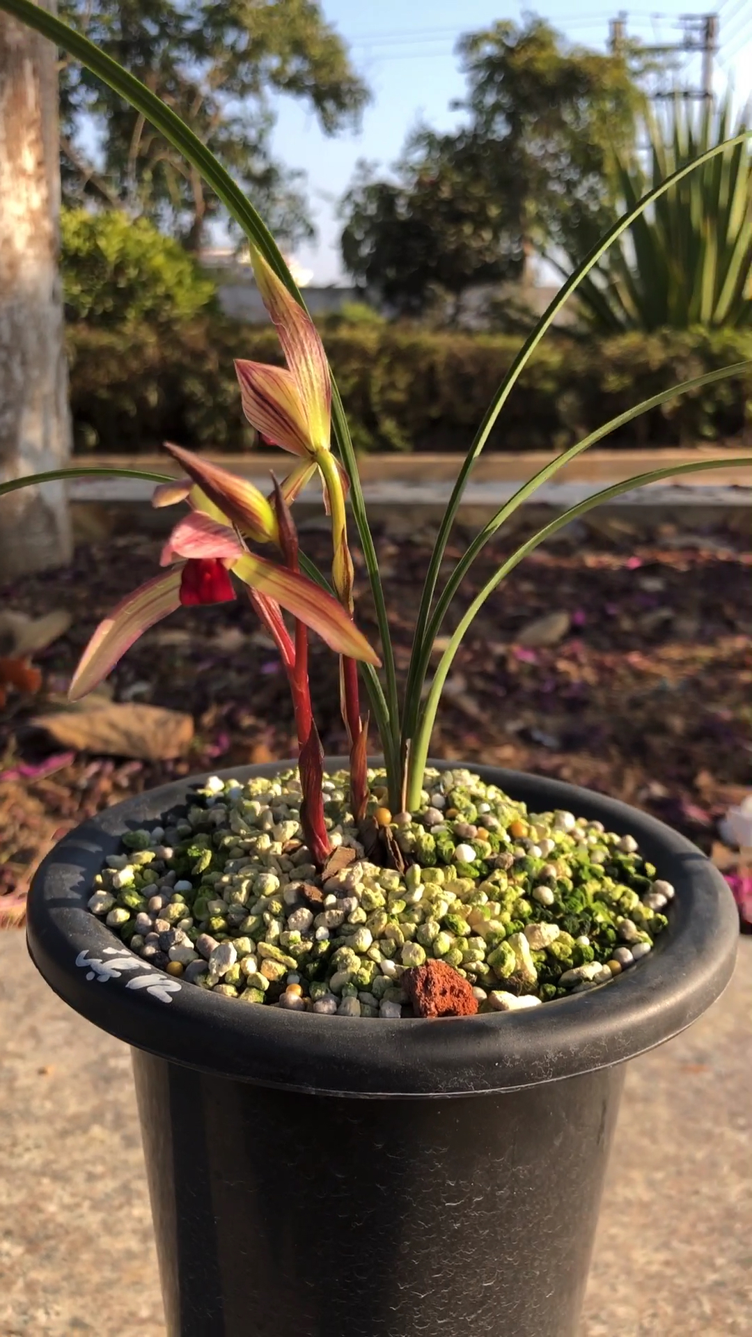 春兰滇红素#兰花开品鉴赏