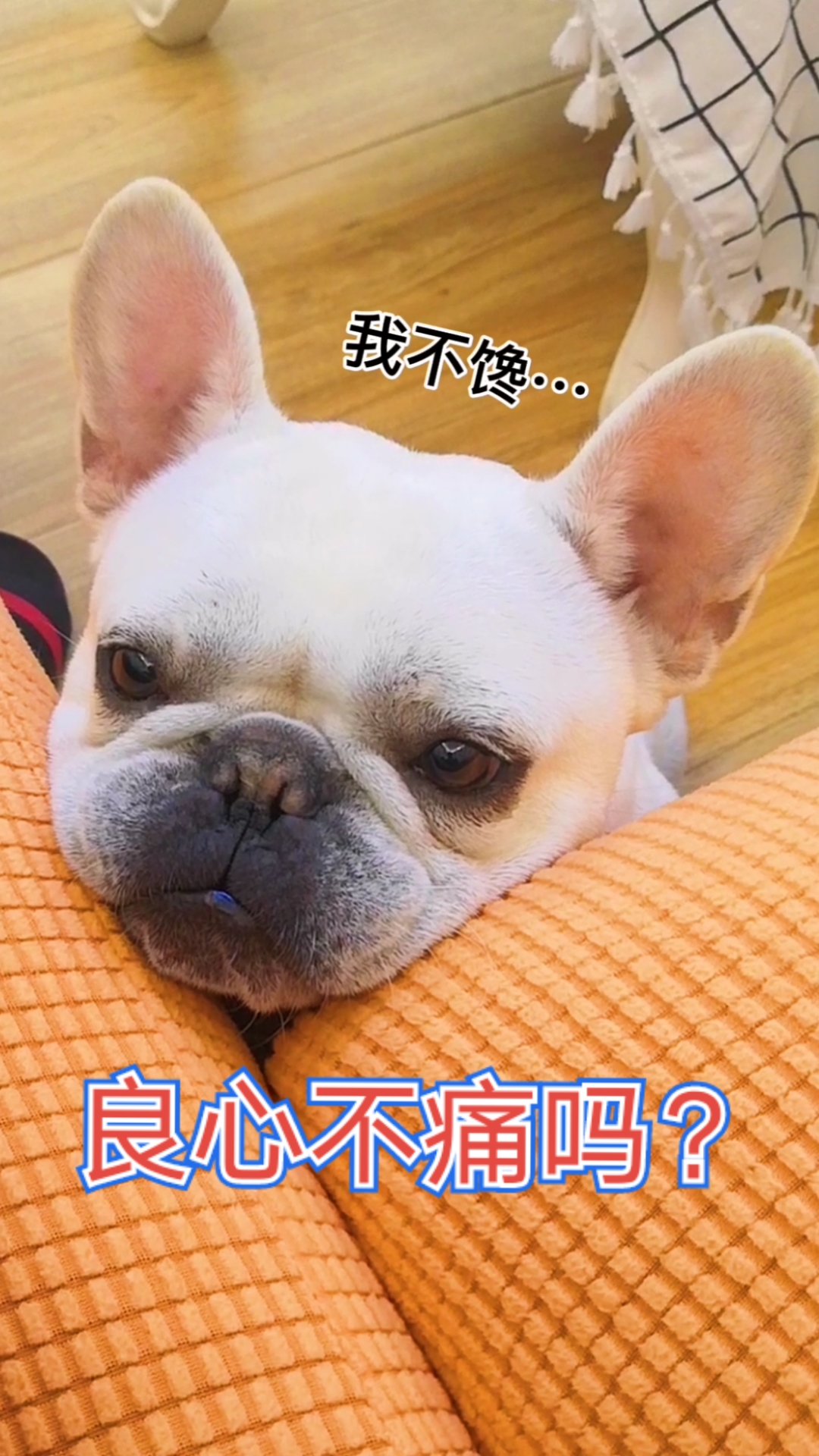 良心不痛的吗?(太搞笑)