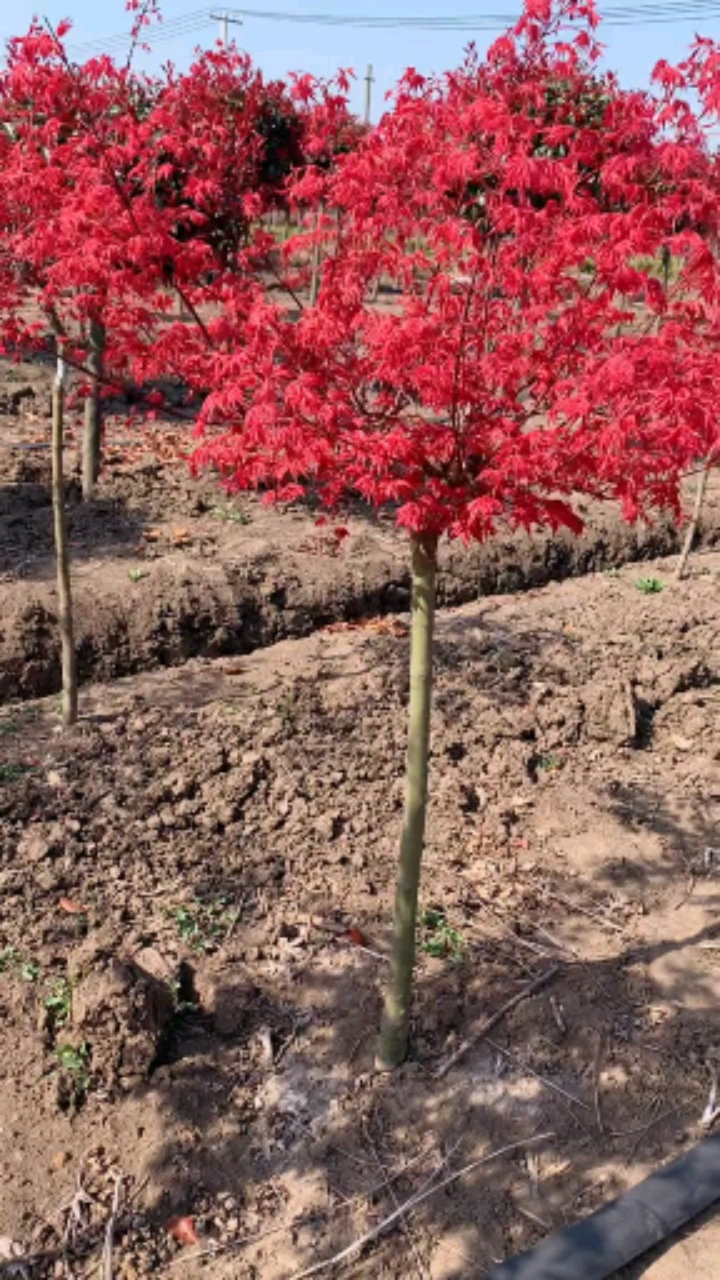 紅楓風景樹,耐旱耐寒,南北方都可以栽植