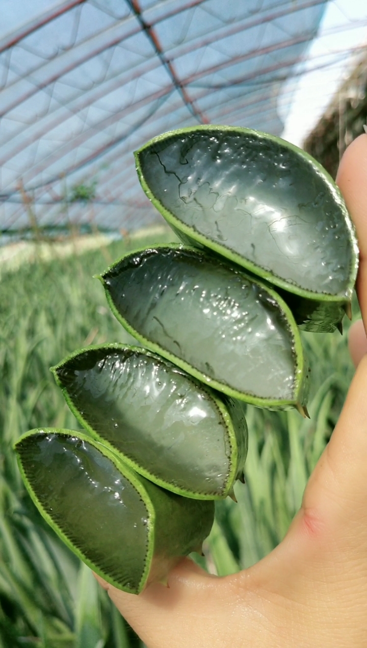 芦荟大果肉#肉厚多汁咬一口肚肚爽呆了
