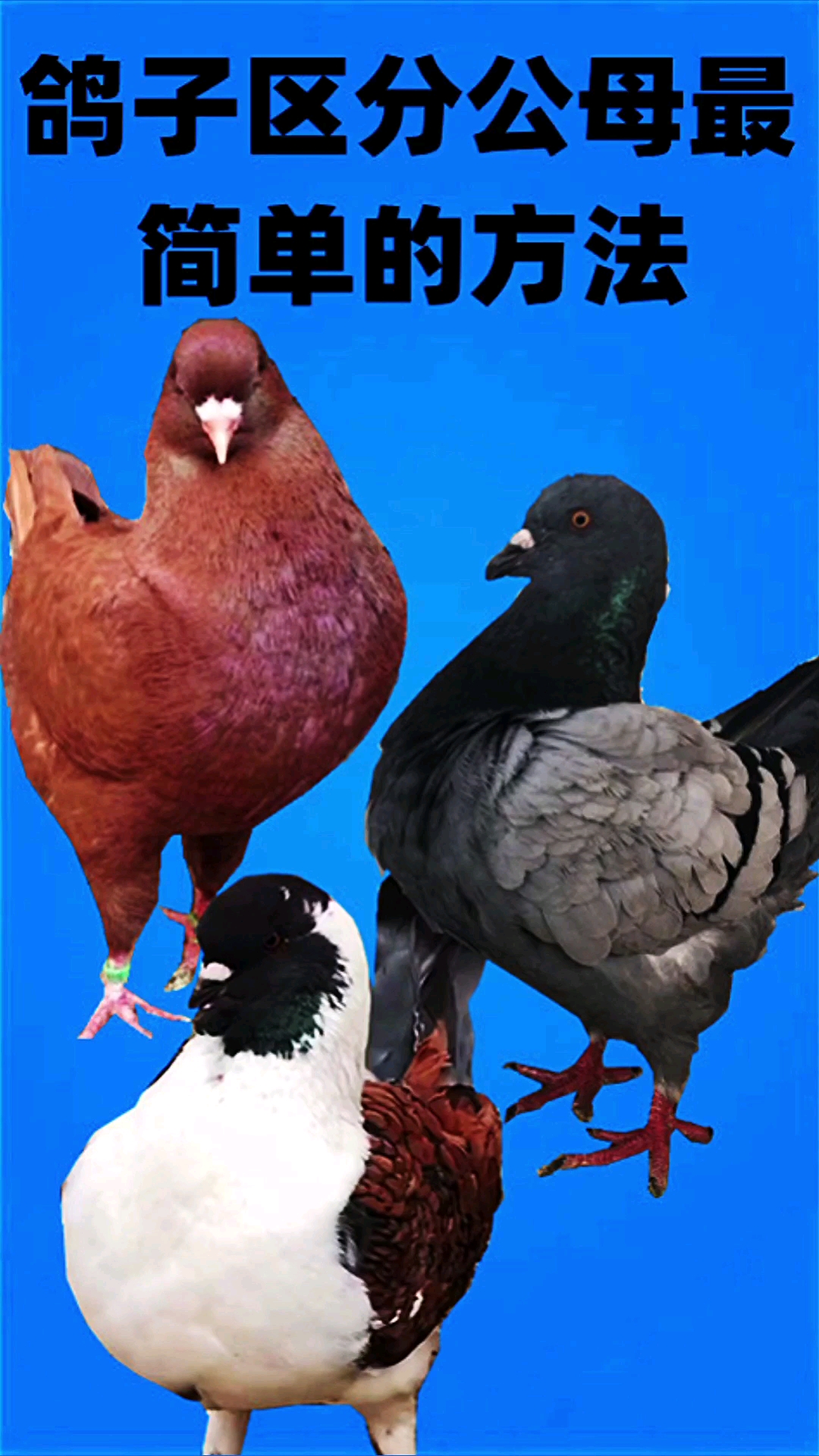 大体元宝鸽#元宝鸽分公母小妙招