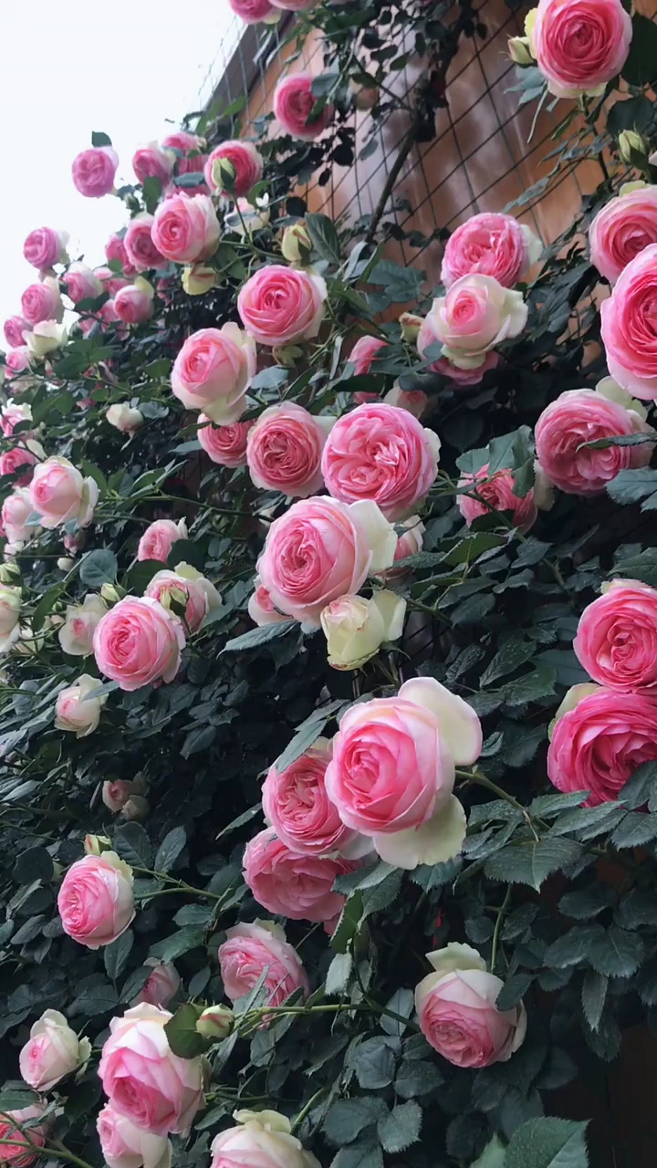 用粉色龙沙宝石做花墙咋样